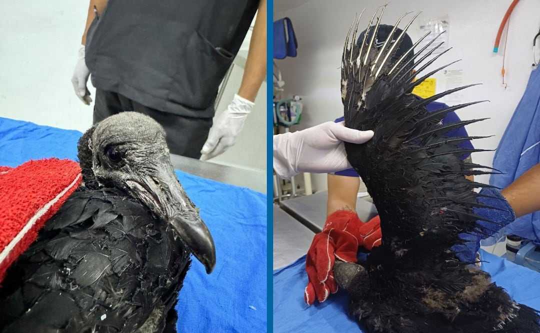 Facebook: Unidad de Rehabilitación de Fauna Silvestre Pachuca