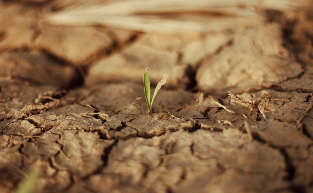 Buenas noticias para Hidalgo | Foto: Pexels