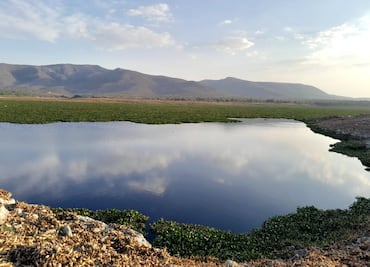 Productores de Alfajayucan piden que se llene la presa Rojo Gómez