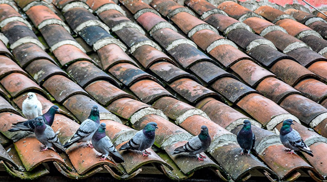 Plumaje de aves revela contaminación por metales pesados en Pachuca | Foto: UAEH