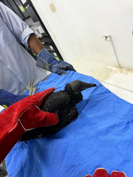 El fuego arrasa con la flora y fauna de Otomí-Tepehua | Facebook: Unidad de Rehabilitación de Fauna Silvestre Pachuca