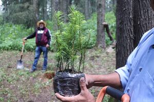 En Ixmiquilpan buscan implementar programas de reforestación y apoyo al campo