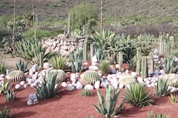 Biznagas recuperadas en San Salvador fueron resguardadas y reubicadas en el Parque Ecológico Cubitos