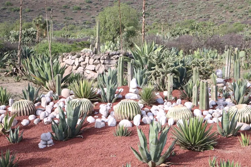 Las biznagas que fueron recuperadas en el municipio de San Salvador en días pasados fueron trasladadas al Área Natural Protegida Parque Ecológico Cubitos, donde se garantiza su conservación y protección, informó la Secretaría del Medio Ambiente y Recursos Naturales del estado de Hidalgo (Semarnath). I Foto: Especial