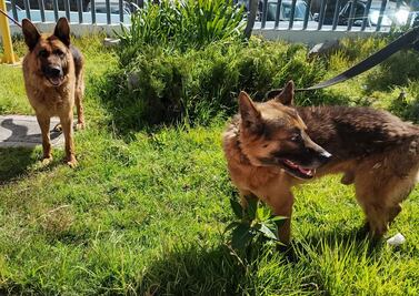 Rescatan a “Juan” y “Doria”, perros víctimas de maltrato en Pachuca