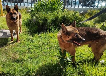 Rescatan a “Juan” y “Doria”, perros víctimas de maltrato en Pachuca