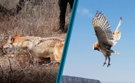 Regresan a su hábitat 16 animales silvestres en la Barranca de Metztitlán