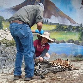 Trasladan a jaguar a Bioparque Tekuayan
