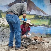 Trasladan a jaguar a Bioparque Tekuayan