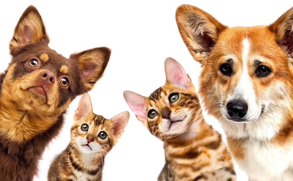 Pachuca se prepara para el Croquetón 2024, un evento solidario para los animales | Imagen ilustrativa