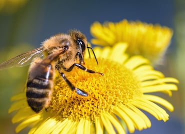 Protección Civil atiende 44 enjambres en lo que va del año