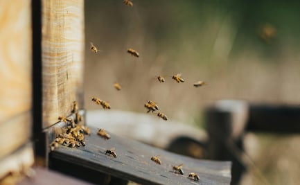 Tulancingo refuerza la protección de abejas con entrega de equipo a rescatistas voluntarios