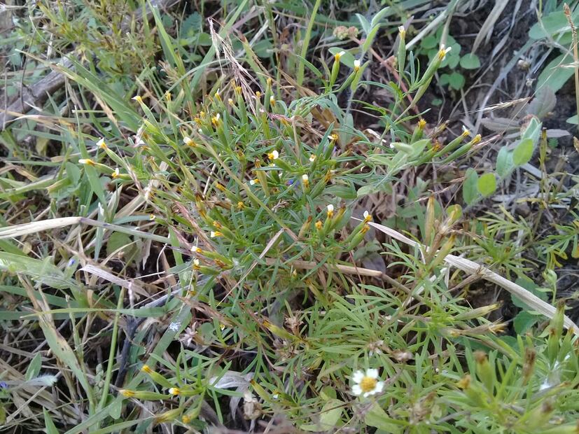 Tagetes micrantha | Foto: Wikipedia