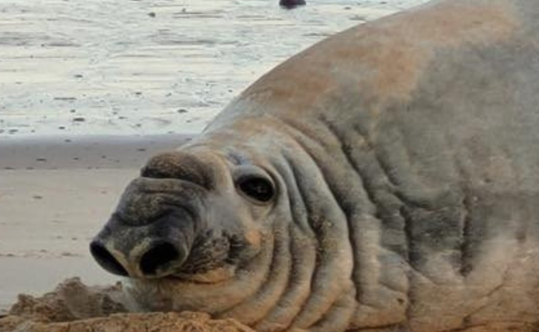 Desde la Patagonia hasta Baja California, conoce a Panchito Cortés | Foto: Ayuntamiento de San Felipe