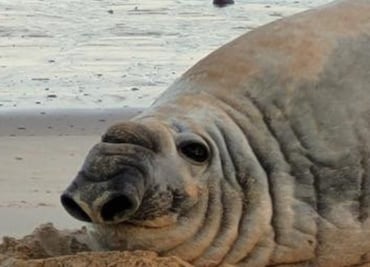 Desde la Patagonia hasta Baja California, conoce a Panchito Cortés