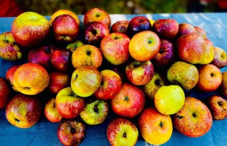 La UAEH queda fuera de la Feria de la Manzana y el Hongo 2025 | Foto: Grisel Lira