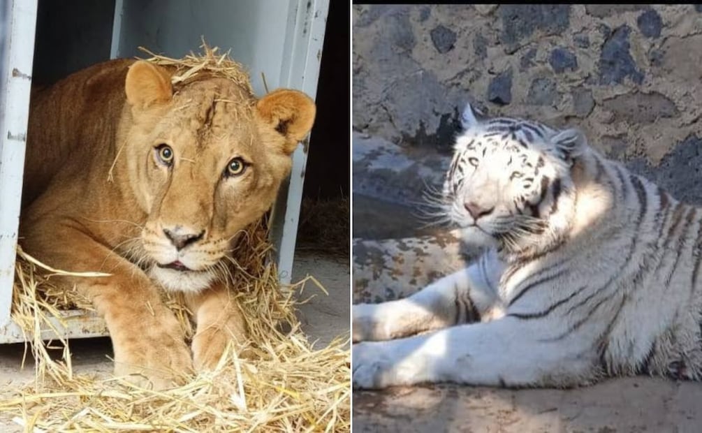Zoológico de Tulancingo se suma a campaña nacional de reciclaje impulsada por PROFEPA | Fotos: ayuntamiento de Tulancingo