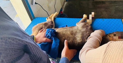 Indignación en Atitalaquia por ataque mortal a un perro