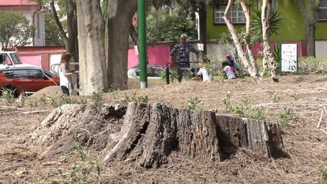 Poda drástica parte de la estrategia para salvar arbolado en Pachuca