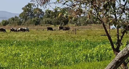 Heladas en Tulancingo podrían encarecer forraje para ganado lechero