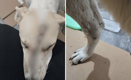 Colectivos convocan marcha en Tizayuca contra el maltrato animal