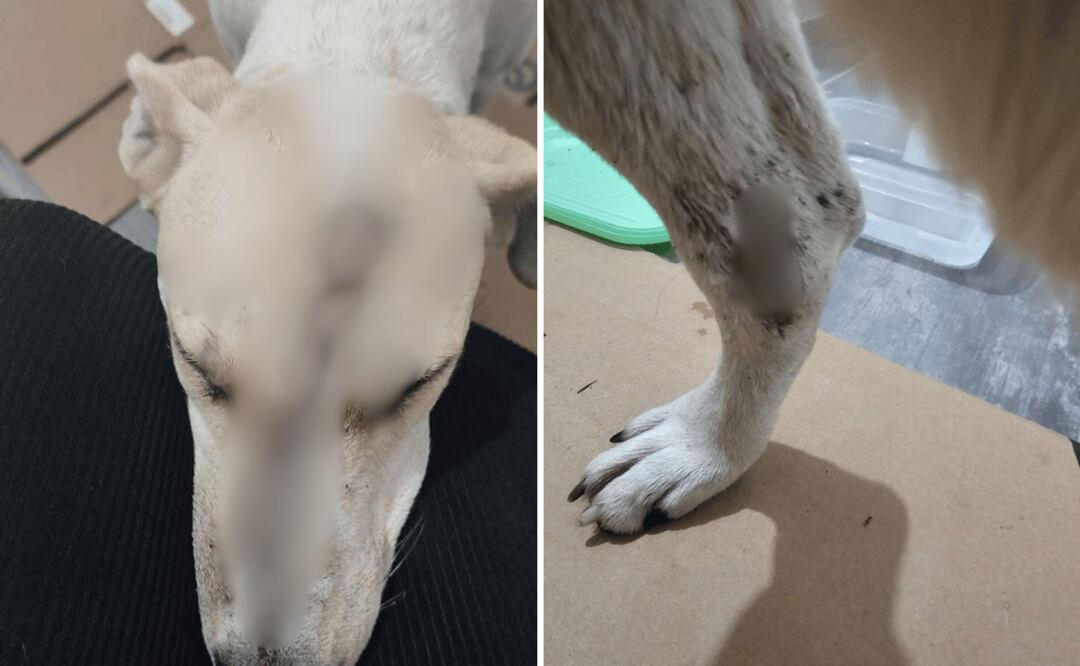 Vecinos del fraccionamiento Jardines de Tizayuca, en coordinación con elementos de Protección Civil y Bomberos, lograron rescatar a una perrita que había sido brutalmente agredida con un arma blanca en la zona del cráneo I Foto: Especial