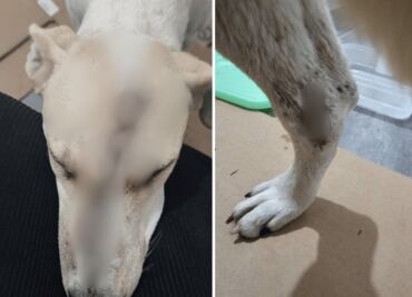 Colectivos convocan marcha en Tizayuca contra el maltrato animal