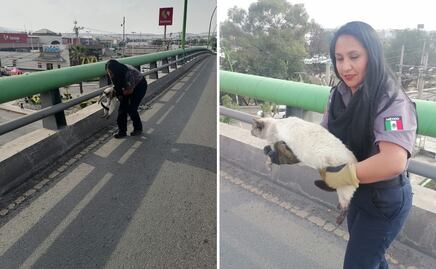 Rescatan a gatito en peligro sobre los puentes Atirantado y Colosio en Pachuca
