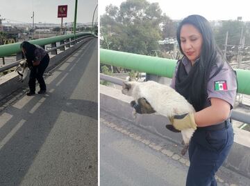 Rescatan a gatito en peligro sobre los puentes Atirantado y Colosio en Pachuca