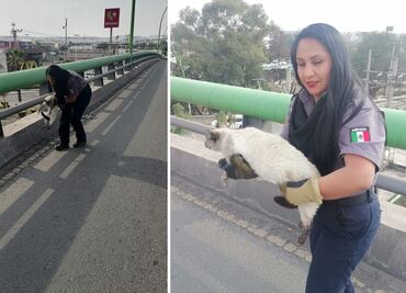 Rescatan a gatito en peligro sobre los puentes Atirantado y Colosio en Pachuca