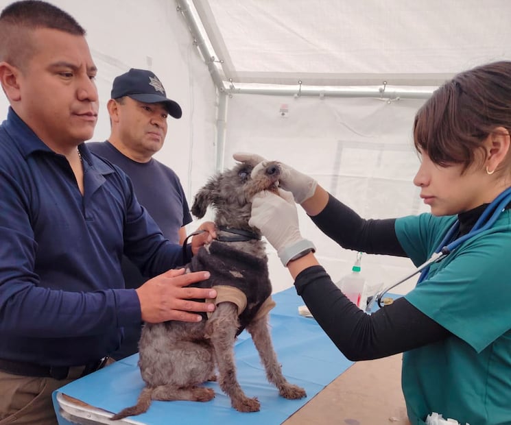¿La reconoces? Rescatan a perrita que corría entre los autos en Pachuca | Foto: SSPTyV