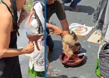 Realizan sacrificio de gallina y senador de Morena justifica el acto