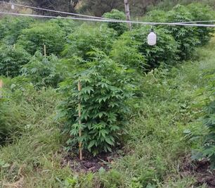 FGR decomisa plantío de marihuana en Tepeji del Río