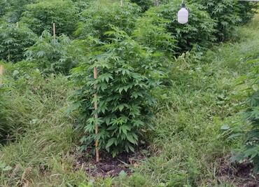 FGR decomisa plantío de marihuana en Tepeji del Río