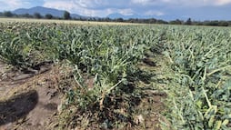 Productores piden apoyo por daños a cultivos