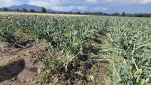 Productores piden apoyo por daños a cultivos