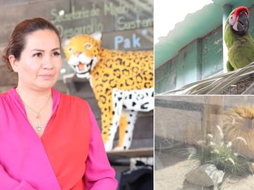 Renaciendo en libertad: las conmovedoras historias de la fauna silvestre en rehabilitación