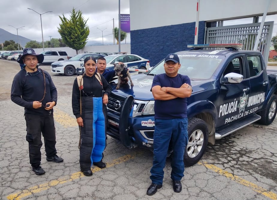 ¿La reconoces? Rescatan a perrita que corría entre los autos en Pachuca | Foto: SSPTyV