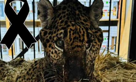 Muere “Pacus”, jaguar rescatado en Pacula
