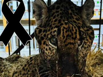 Muere “Pacus”, jaguar rescatado en Pacula