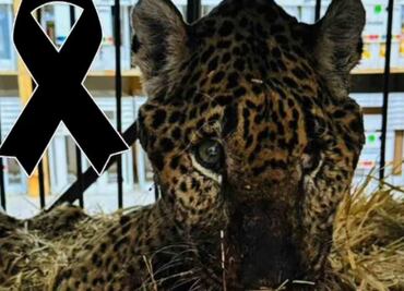 Muere “Pacus”, jaguar rescatado en Pacula