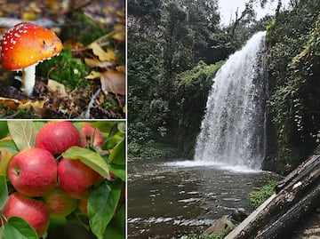 La UAEH celebra el noveno Festival Universitario del Hongo y la Manzana