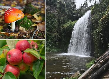 La UAEH celebra el noveno Festival Universitario del Hongo y la Manzana