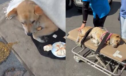 Salvan la vida de perrita en Año Nuevo 2025; piden apoyo para que se recupere 