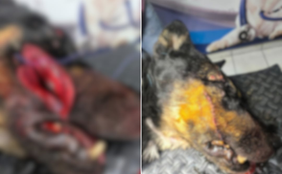 Hasta el momento no se han dado a conocer sobre los avances de las investigaciones de los casos de maltrato animal en Ixmiquilpan | Fotos: especiales