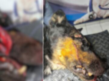 Se acumulan casos de maltrato animal en Ixmiquilpan durante la administración actual