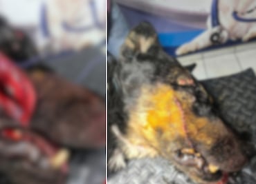Se acumulan casos de maltrato animal en Ixmiquilpan durante la administración actual