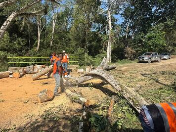 Vientos y lluvias provocan caída de árboles en Huejutla y bloquean carretera federal