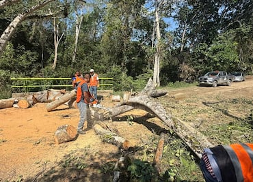 Vientos y lluvias provocan caída de árboles en Huejutla y bloquean carretera federal