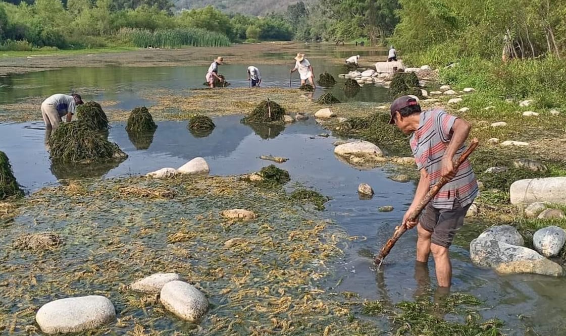 Habitantes del ejido Tecolotitla retiraron el musgo (sargazo), que crece en el río que cruza frente a la cabecera municipal de Atlapexco